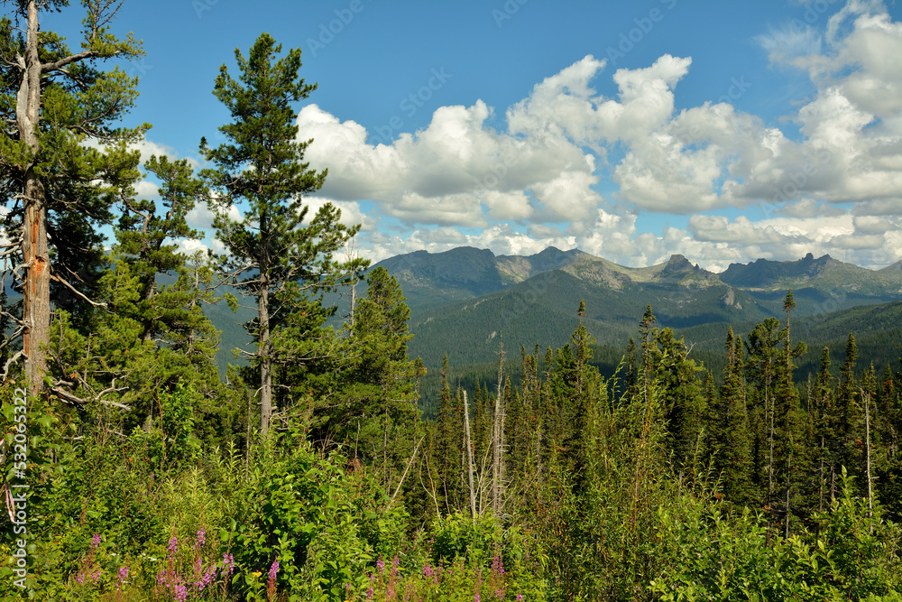 Tall pine trees on a hillside overlooking a picturesque mountain range under a cloudy summer sky.