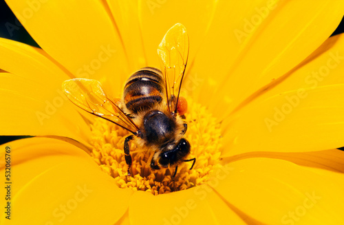 bee on yellow flower