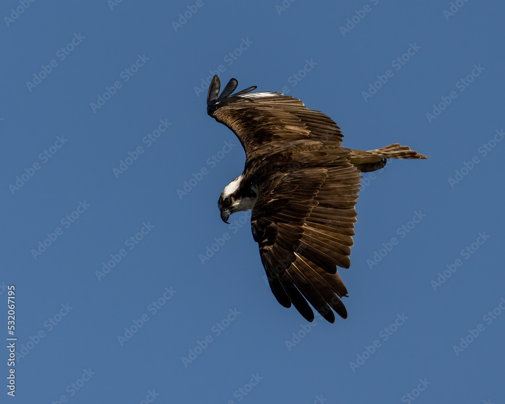 Close up image of an osprey soaring against a cloudless bright blue sky. Close up image of an osprey soaring against a cloudless bright blue sky.