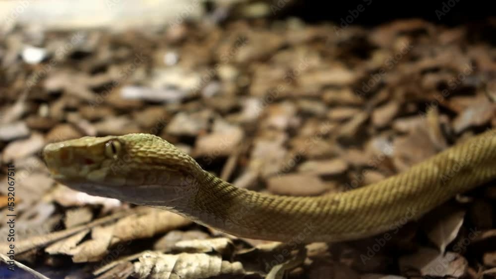 Bothrops insularis snake, known as the Golden lancehead. Endemic to Ilha da Queimada Grande, off the coast of Sao Paulo state, in Brazil Bothrops insularis snake, known as the Golden lancehead. Endemic to Ilha da Queimada Grande, off the coast of Sao Paulo state, in Brazil