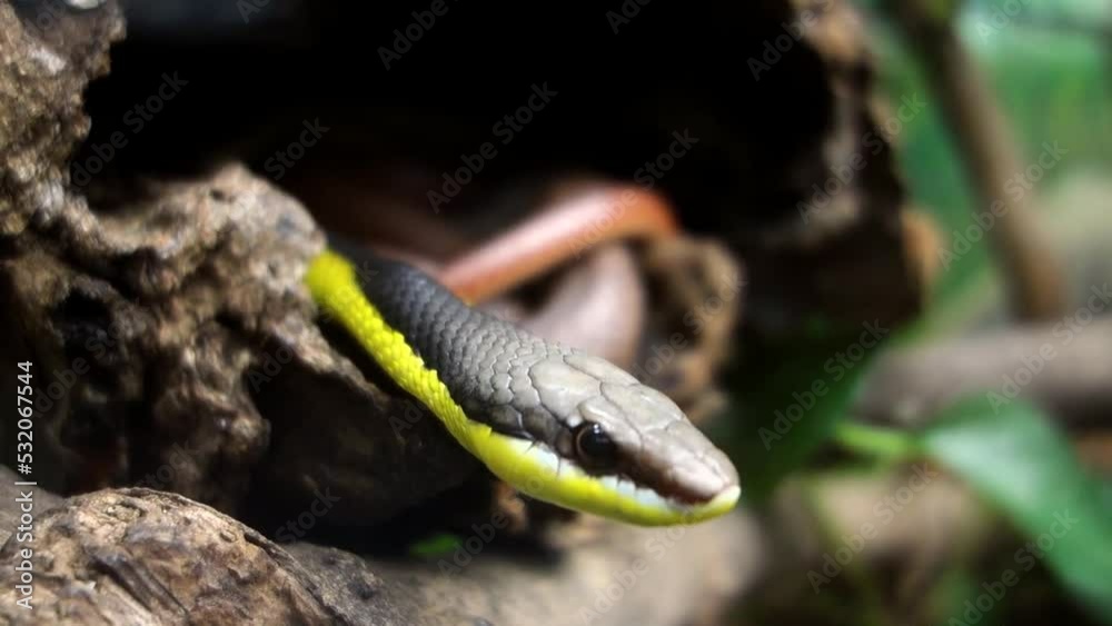 Miranda Green Racer snake, Philodryas mattogrossensis, in captivity. Close up Miranda Green Racer snake, Philodryas mattogrossensis, in captivity. Close up
