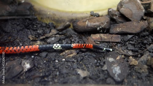 end of a coral snake tail crawling on the terrain. close up photo