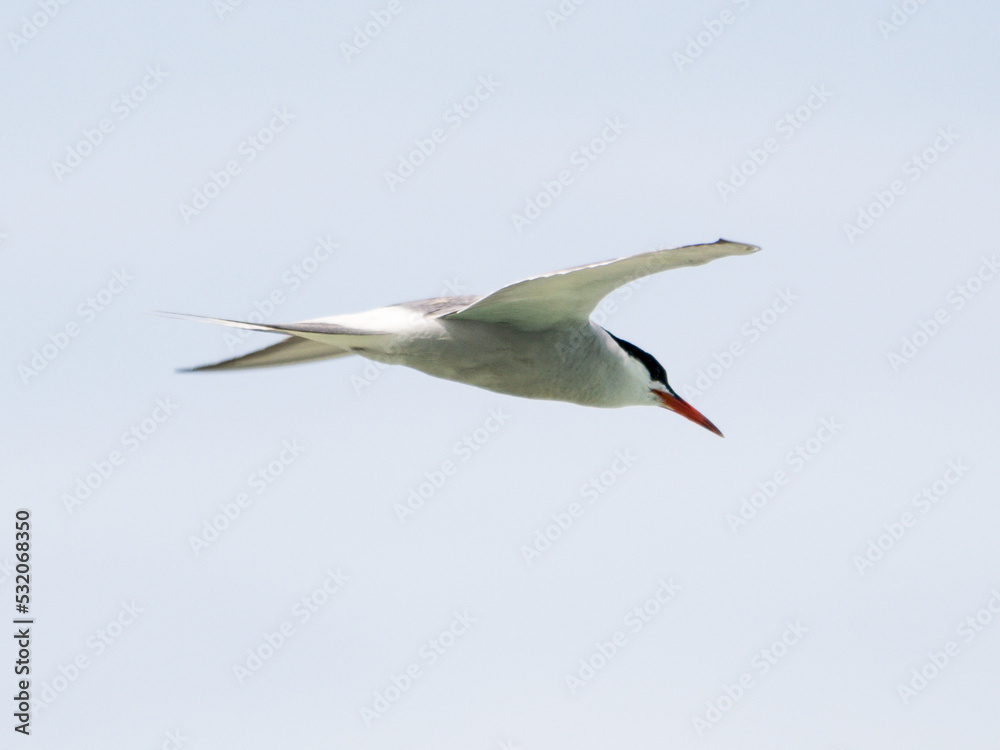 Fototapeta premium Aves en la playa