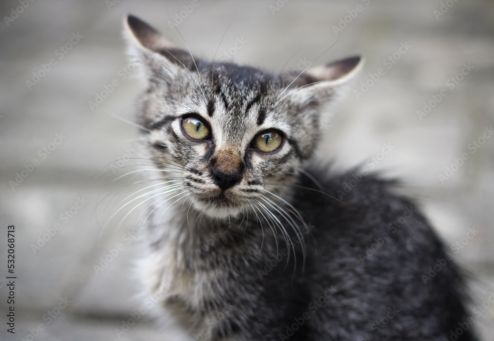 Portrait of gray striped kitten