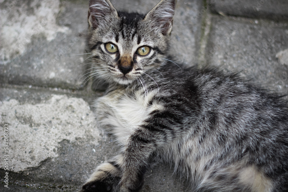Portrait of gray striped kitten Portrait of gray striped kitten