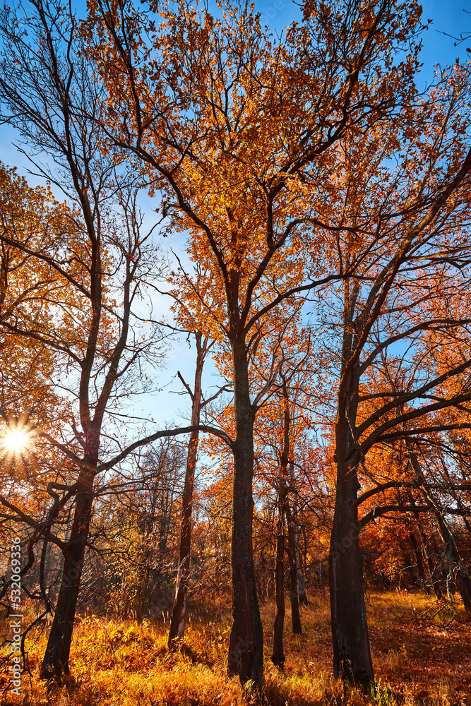 Fototapeta premium Autumn forest nature. Morning in the autumn forest. Scenery of nature with sunlight