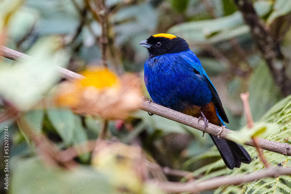 Fototapeta premium The golden-crowned tanager (Iridosornis rufivertex). Colorful bird perched on a branch in the forest