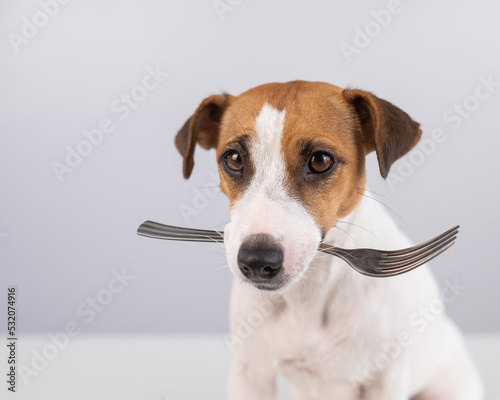 Close-up portrait of a dog Jack Russell Terrier holding a fork in his mouth on a white background. © Михаил Решетников