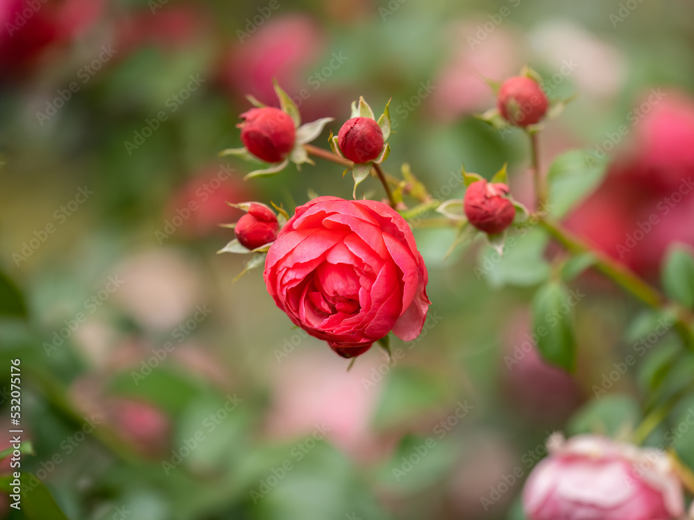 Beautiful red garden rose flower on a green blurred background Beautiful red garden rose flower on a green blurred background