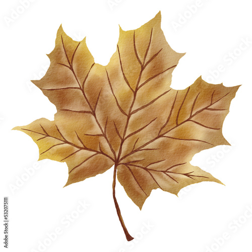 autumn maple leaf PNG Clipart Illustration