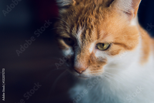 The head of a thinking red-haired white cat