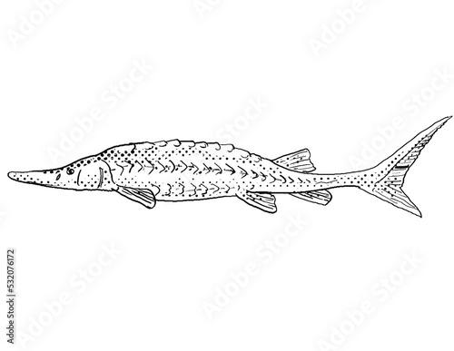 Cartoon style line drawing of a shovelnose sturgeon or Scaphirhynchus platorynchus a freshwater fish endemic to North America with halftone dots shading on isolated background in black and white.