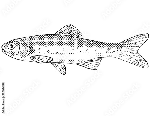 Cartoon style line drawing of a southern leatherside chub or Lepidomeda aliciae a freshwater fish endemic to North America with halftone dots shading on isolated background in black and white. photo