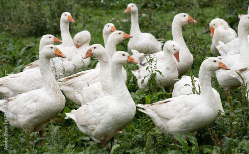 Fotografia A group of white domestic geese stands in a green, damp meadow