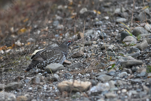 A Spruce Grouse (Canachites canadensis) searching for food.