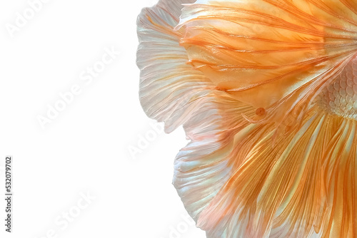 Texture of tail siamese fighting fish, Betta splendens isolated on black background.