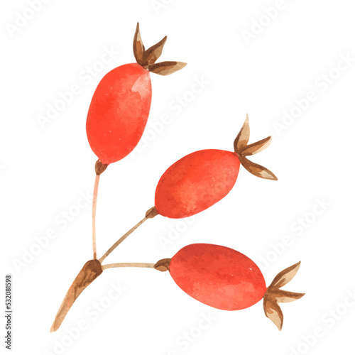Rose hip twig illustration. A winter watercolor paintings of red berries. Holiday hand painted botanical composition . Watercolor hawthorn branch. Autumn botanical painting