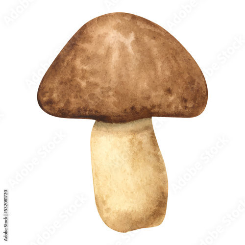 Watercolor forest mushroom with a brown cap. woodland isolated edible mushroom. autumn gifts of the forest. hand-drawn watercolor illustration. Vegetarian food, proper nutrition