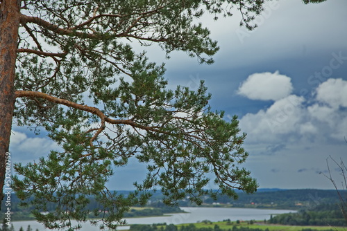 Fototapeta Naklejka Na Ścianę i Meble -  Pine branches against a stormy sky.