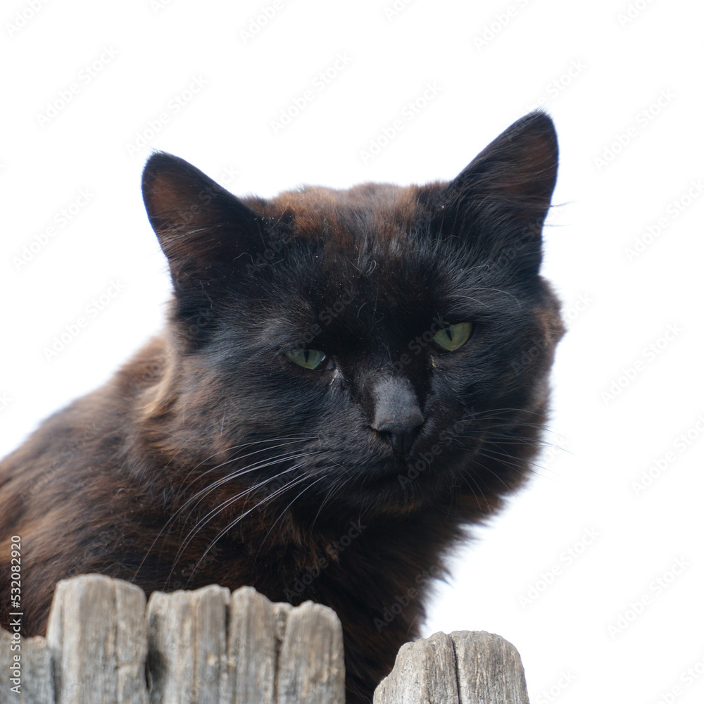 Portrait of a black stray cat on a white background