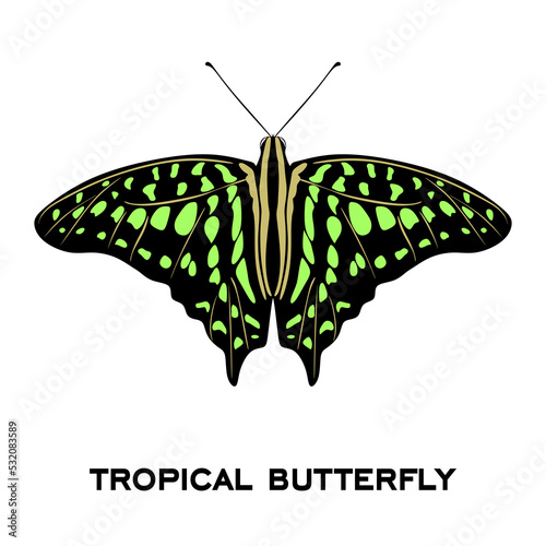Tropical butterfly on white background. Illustration Butterfly. tropical butterflies spread as monarchs dwindle in East Asia. vector illustration