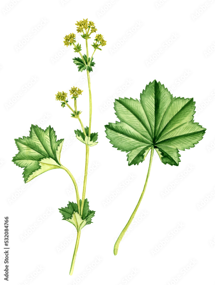Naklejka premium watercolor drawing plant of lady's mantle, Alchemilla vulgaris, hand drawn botanical illustration