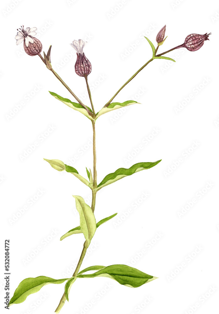 watercolor drawing plant of maidenstears, Silene vulgaris, hand drawn botanical illustration