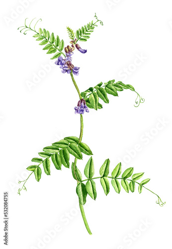 watercolor drawing plant of bush vetch with flowers and green leaves, Vicia sepium , hand drawn botanical illustration