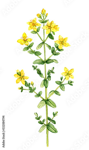 Obraz na płótnie watercolor drawing plant of perforate St John's-wort, Hypericum perforatum , han