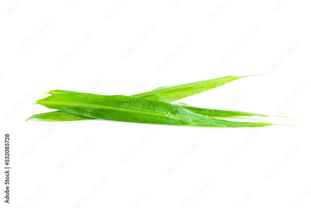 Fresh ginger leaves with water drops on white background, Organic vegetables, Herbal plant, Food ingredient Fresh ginger leaves with water drops on white background, Organic vegetables, Herbal plant, Food ingredient