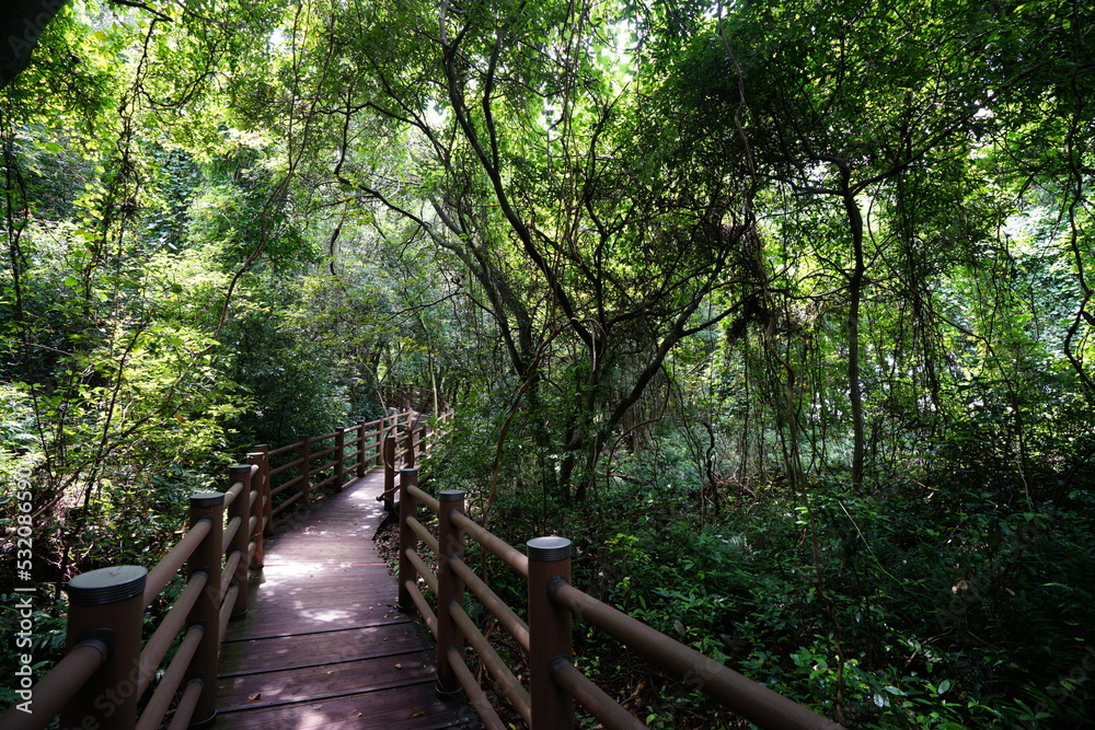 refreshing walkway in the gleaming sunlight refreshing walkway in the gleaming sunlight