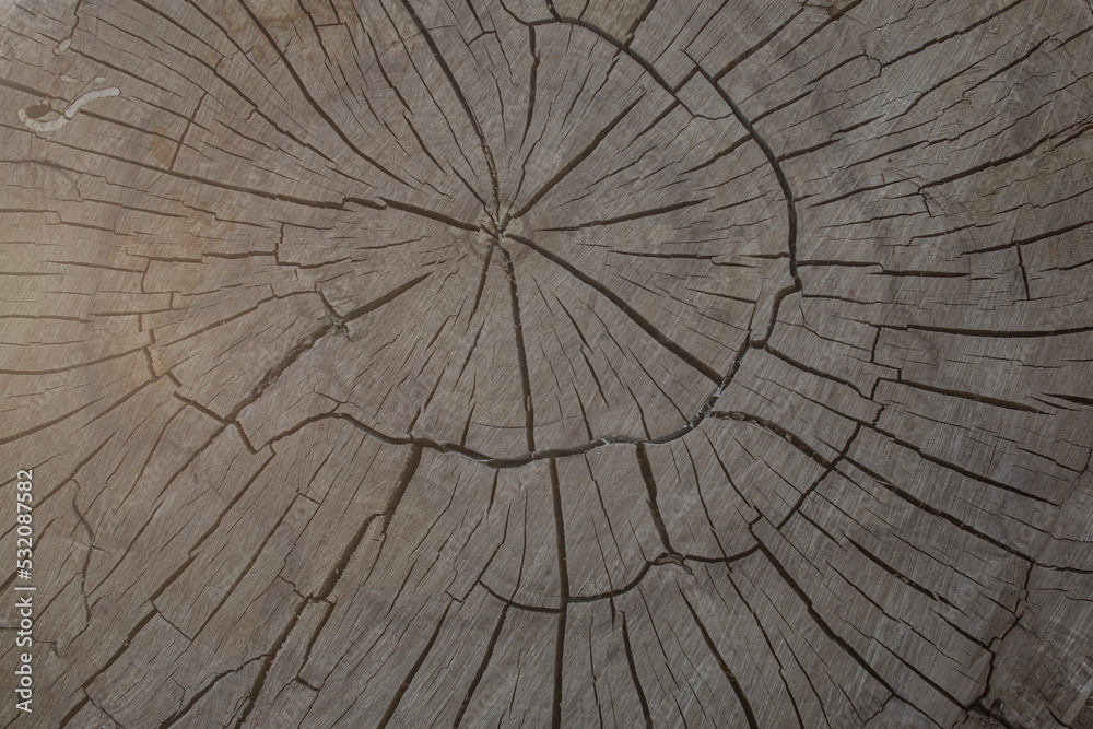 Closeup of surface structure of a wooden cross-section cut of rich timber.