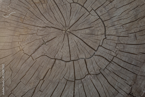 Closeup of surface structure of a wooden cross-section cut of rich timber.