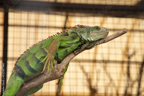 Green iguana lying on a piece of wood