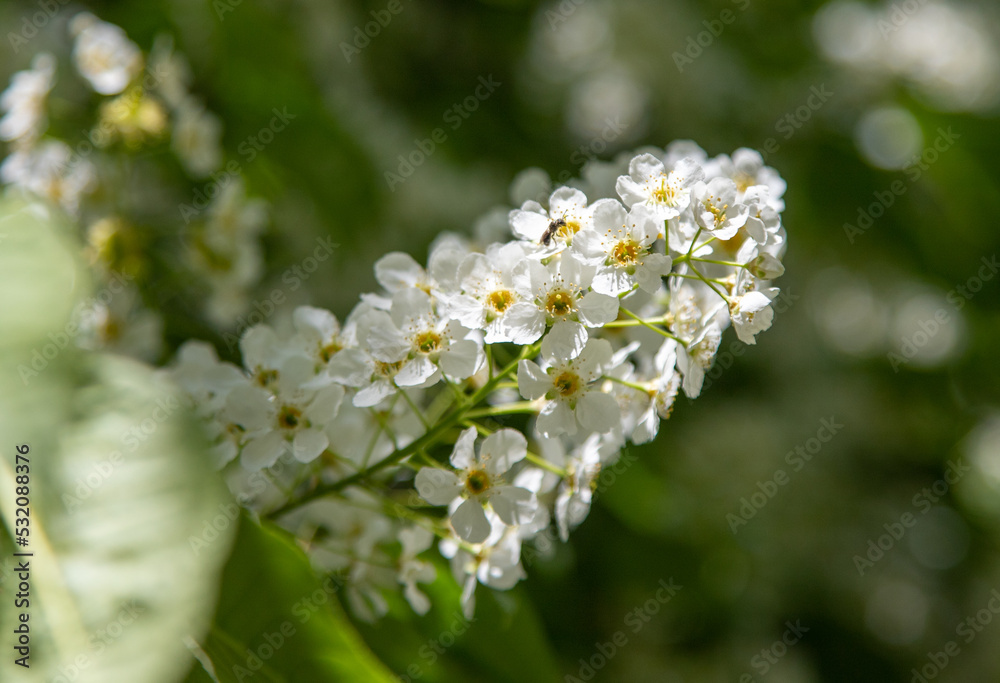 close-up of white bird cherry flowers in nature close-up of white bird cherry flowers in nature