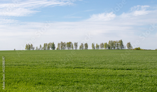 landscape green field in the distance against the blue sky trees