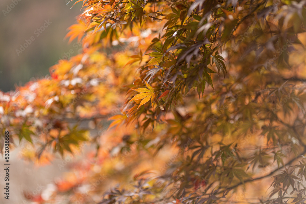 Beautiful autumnal background with maple tree leaves red yellow orange colors at sunny day in China Beautiful autumnal background with maple tree leaves red yellow orange colors at sunny day in China