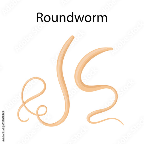 parasites worms in domestic animals roundworm