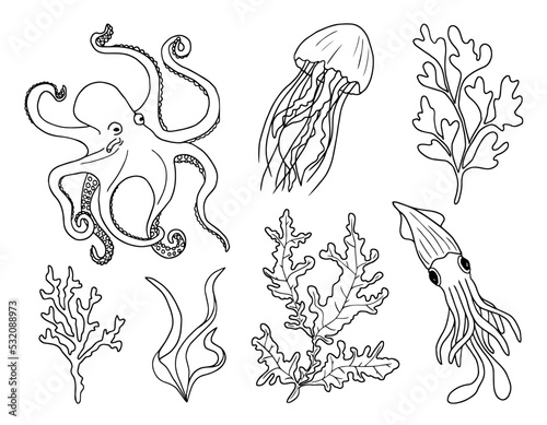 Sea creatures, octopus, squid, jellyfish and algae. Vector illustration, black outline, isolated on white background.