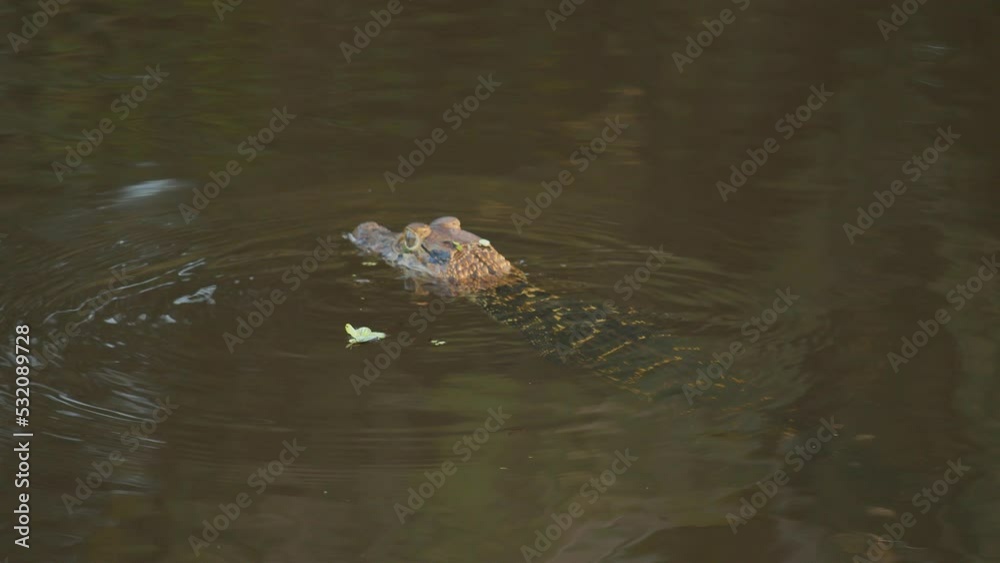Caiman turning and swimming across the lake calmly causing a ripple in the water as it uses its tail as rudder Caiman turning and swimming across the lake calmly causing a ripple in the water as it uses its tail as rudder
