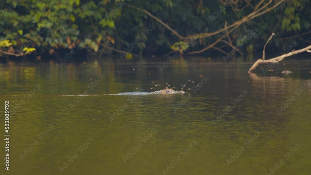 Silently Swimming Caiman accompanied by a swarm of bees who fly as the Cayman dips its head in water Silently Swimming Caiman accompanied by a swarm of bees who fly as the Cayman dips its head in water