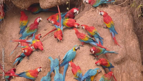 Flock of Scarlett Macaws and Blue yellow macaws gather at Chuncho Clay Lick on an exposed river bank, Tambopata National Reserve photo