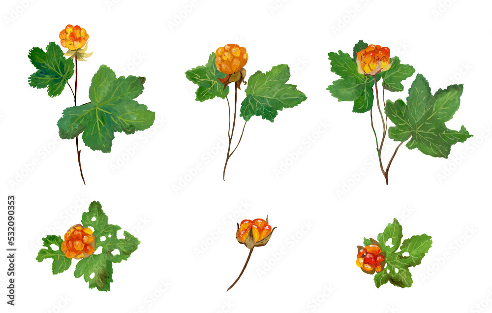 Fototapeta premium set of watercolor elements - cloudberries on a white background.
