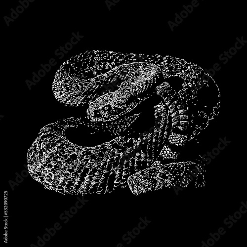 Western Diamondback Rattlesnake hand drawing vector illustration isolated on black background