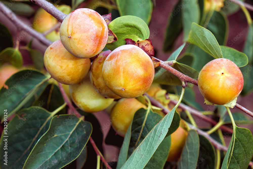 Ripe persimmon branch