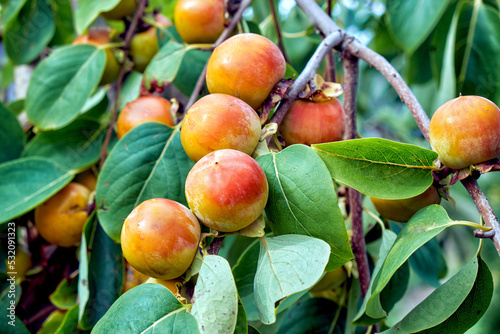 Obraz na płótnie Ripe persimmon branch w salonie