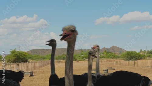 Afrikanische Strauße auf einer Straußenfarm in der Halbwüstenlandschaft Oudtshoorn Südafrika