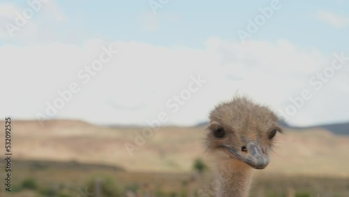 Afrikanische Strauße auf einer Straußenfarm in der Halbwüstenlandschaft Oudtshoorn Südafrika