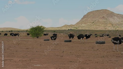 Afrikanische Strauße auf einer Straußenfarm in der Halbwüstenlandschaft Oudtshoorn Südafrika