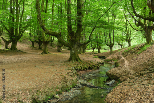 beautiful enchanted beech forest in Otzarreta. Biscay, Spain